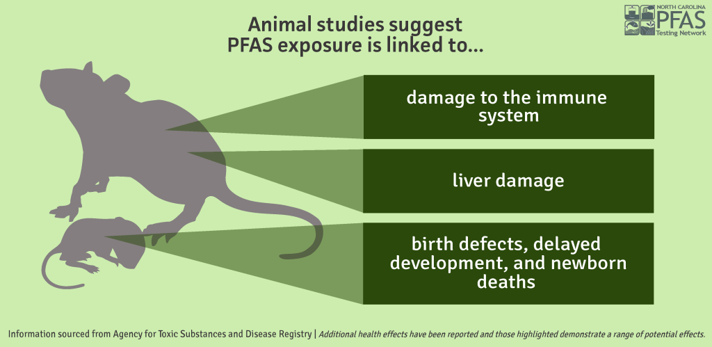 Health effects of PFAS in animal studies